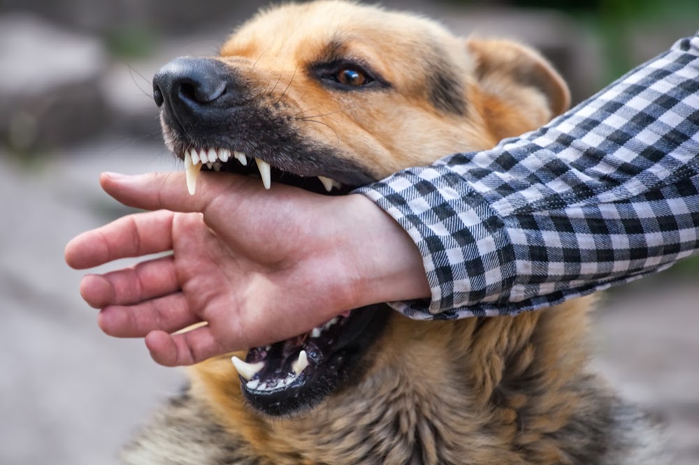services-dog-bite-injury